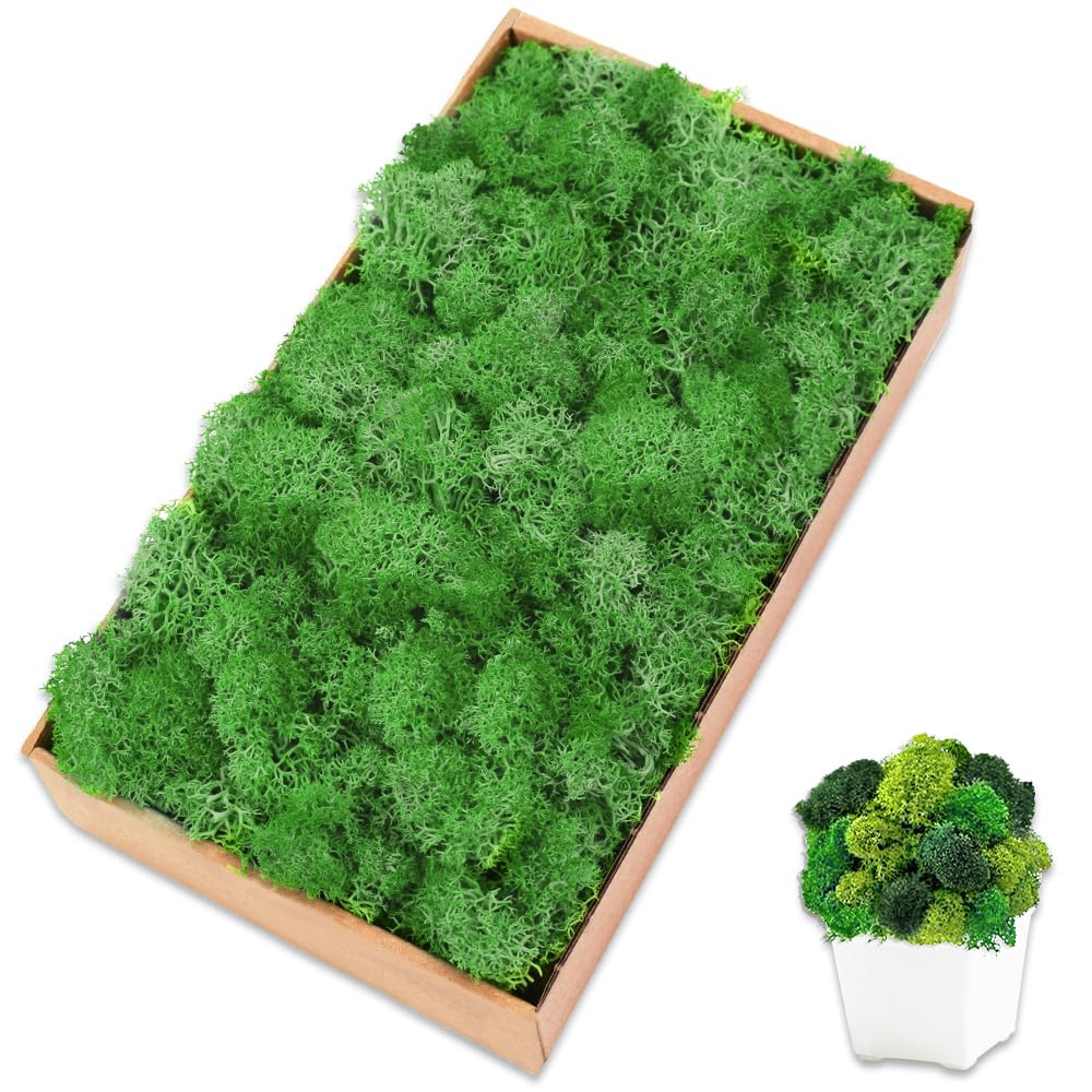 Preserved Reindeer Moss, 7 oz Green Moss for Crafts