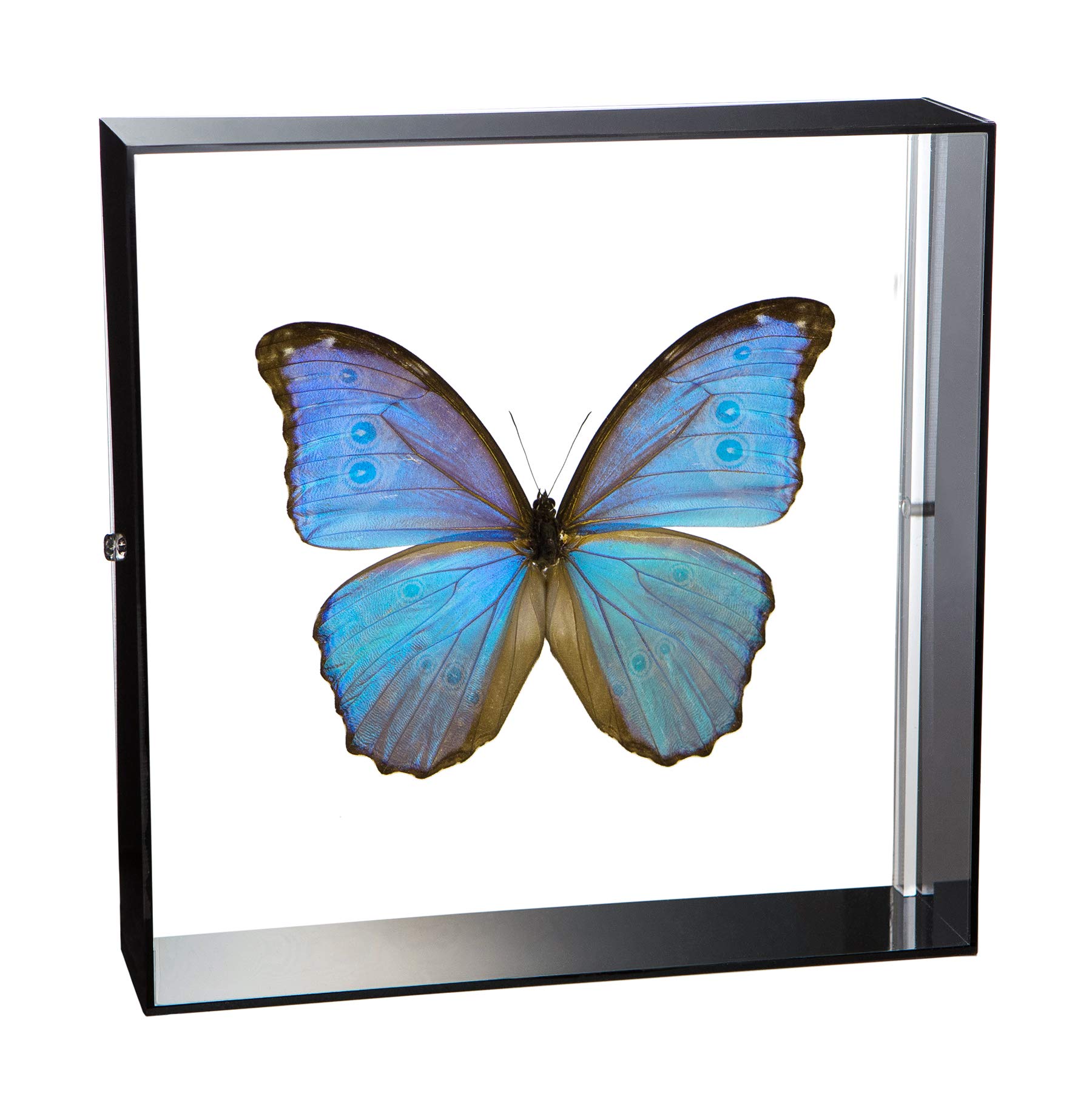Morpho Aega  標本 本物 蝶標本「エガモルフォ」 - 海福雑貨通販部