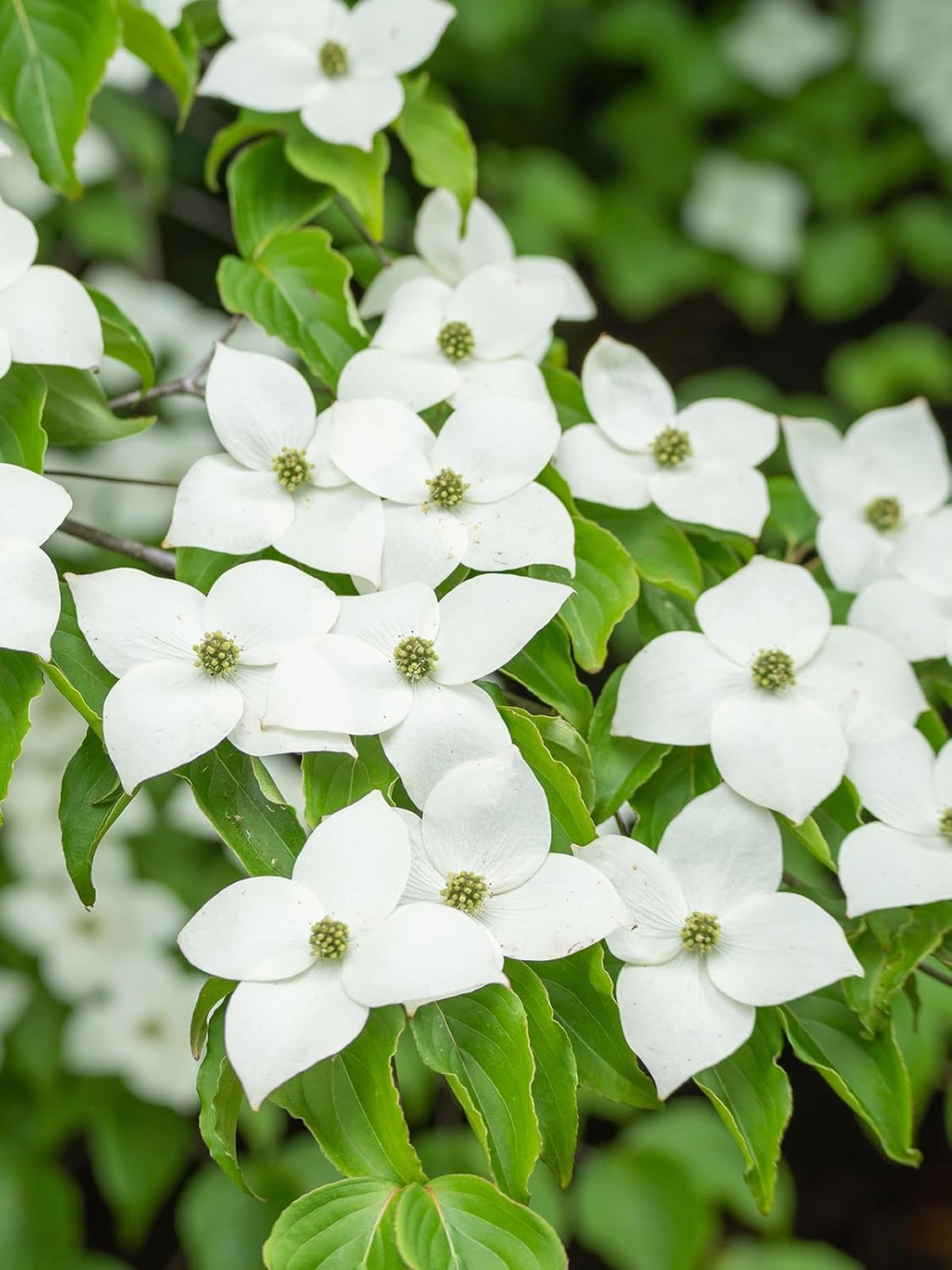 Appalachian Joy Dogwood Tree, White Flowering, Deciduous, Lush Foliage, Edible Berries, 7 Gallon (Due to Agricultural Laws, we Cannot Ship to CA, AZ, AK, or HI)