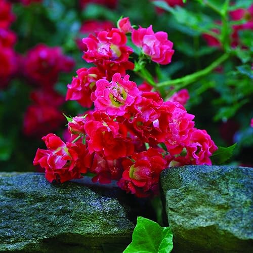 Miniatura 5 de PERFECT PLANTS Red Drift Rose - Planta viva, 1 galón, verde oscuro