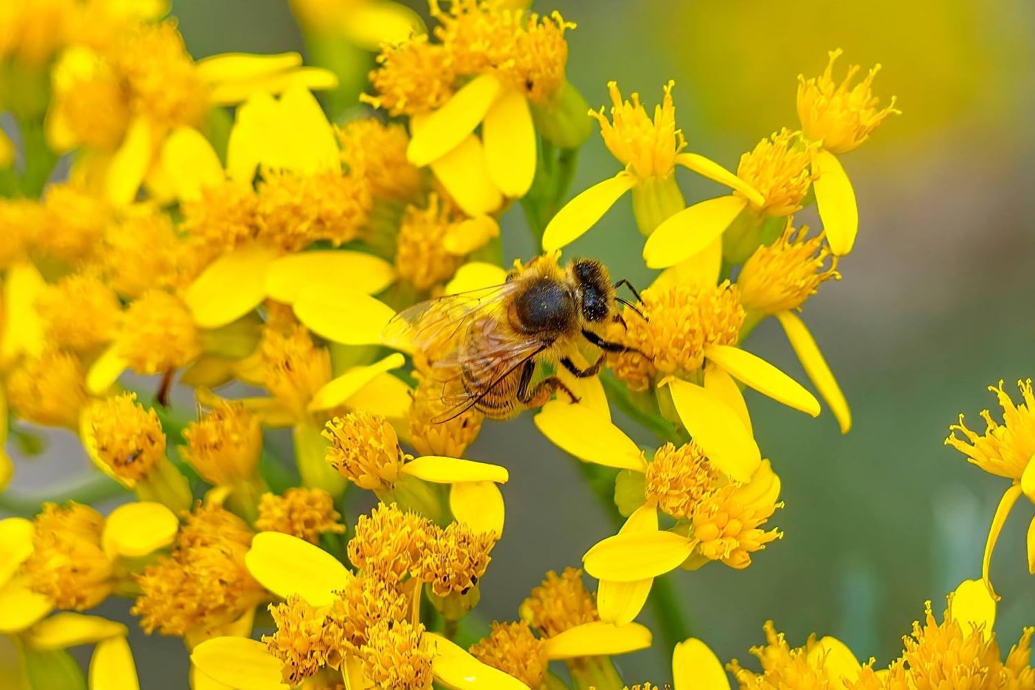 Mittelgroßes Insektenhotel Honigwabe aus Holz MKW - Insektenhaus aus massivem Laub- und Nadelholz - Wetterfest - für Wildbienen & Marienkäfer - Schutz für viele nützliche Insekten