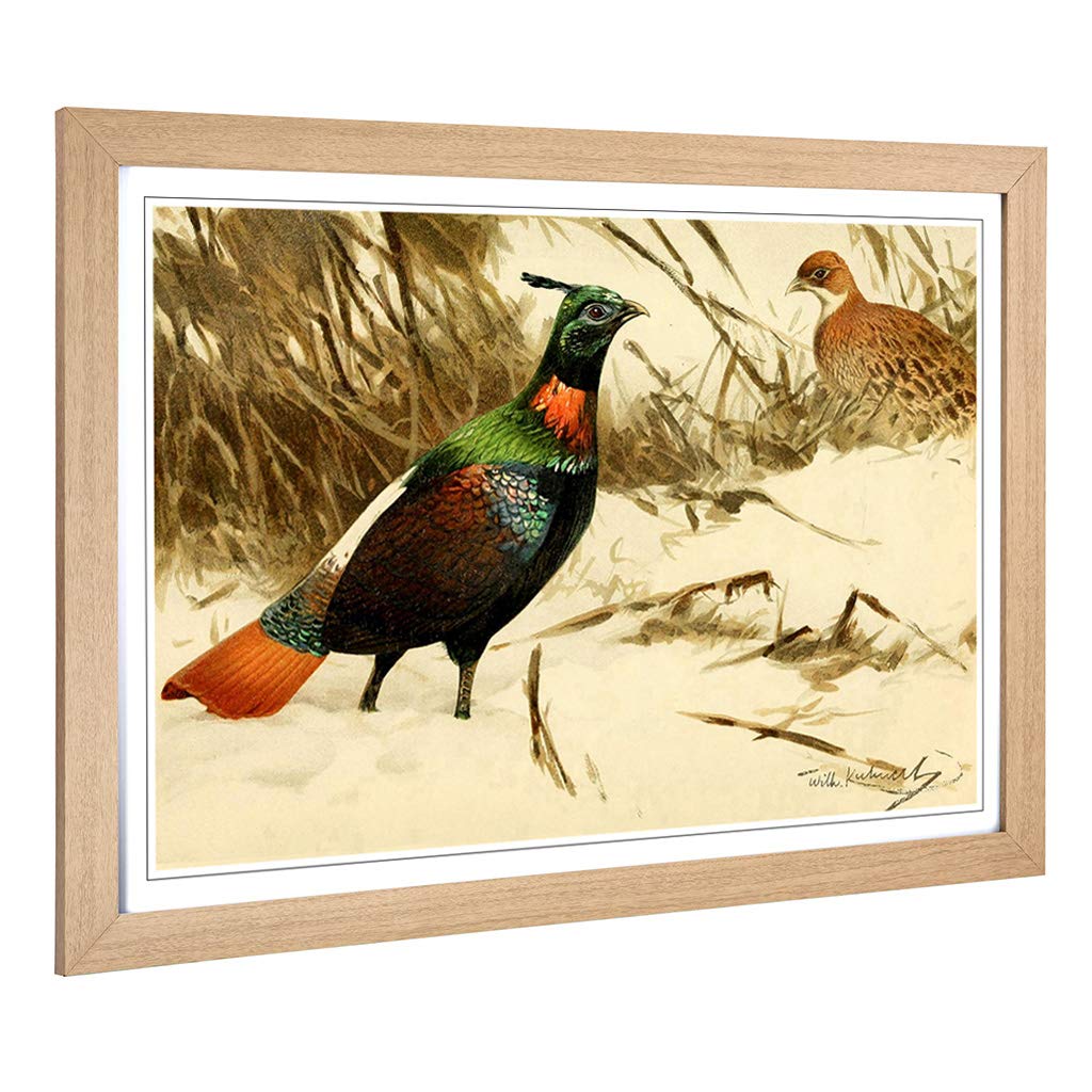 Big Box Art Framed Print of Vintage W Kuhnert Himalayan Monal Pheasant Design | Wall Art Picture | Home Decor for Kitchen, Living Room, Bedroom, Hallway, Oak, A2 / 24.5x18 Inch / 62x45cm