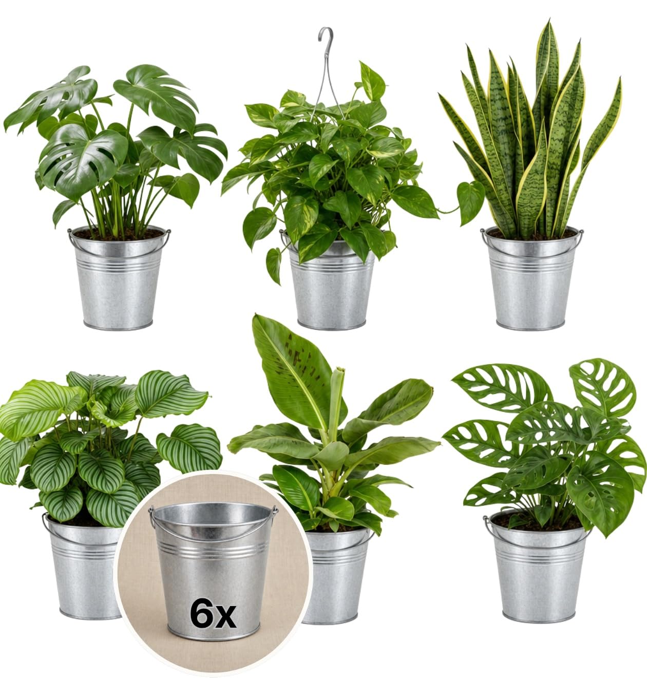 Pflanze Plus | Set di piante « Exotica » | Lotto da 6 piante con vaso in zinco | Pianta da interno facile da curare
