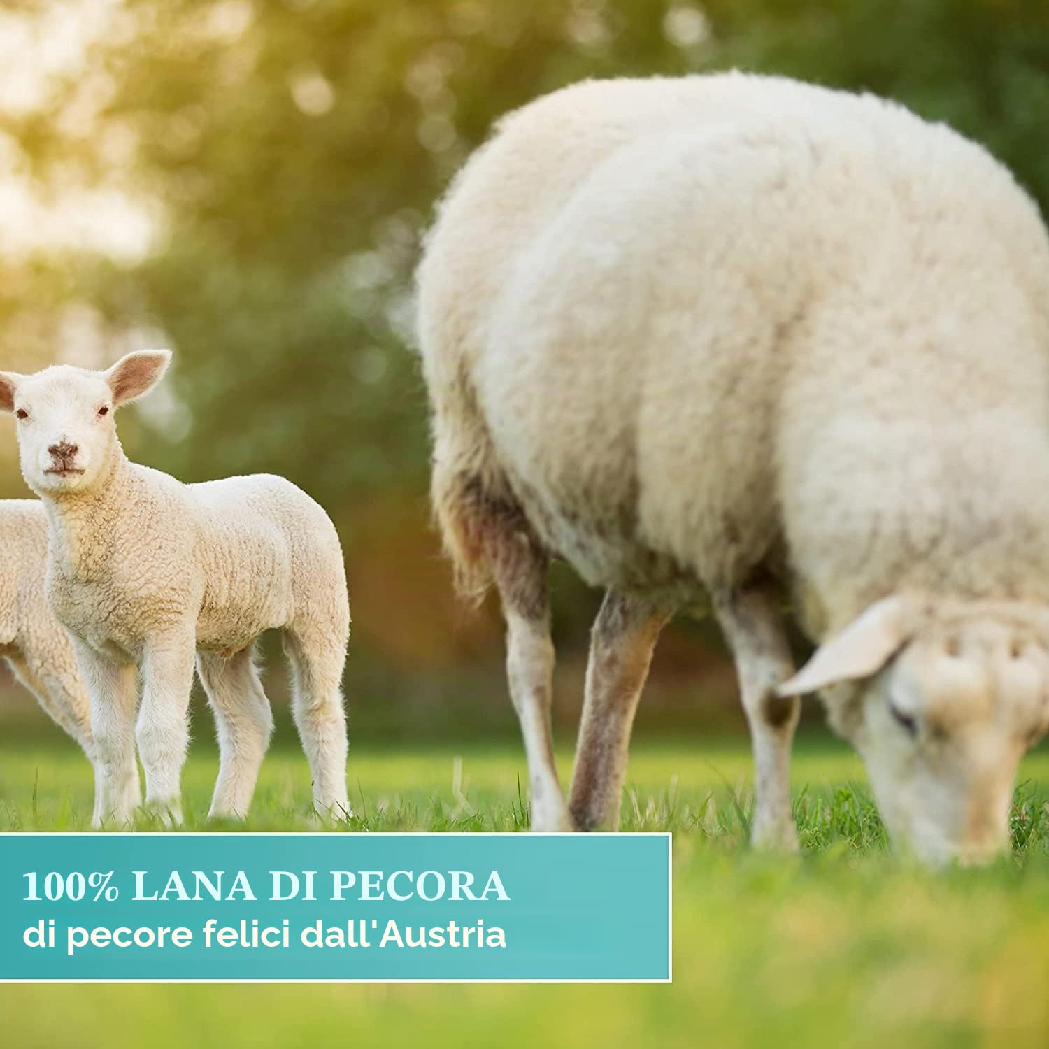 Greenwood Soft-Sheep, supporto manuale Pro con 10 cuscinetti di lana – per lubrificare e curare parquet, marmo, granito – per la cura del parquet, per la cura dell'olio, con supporto manuale Pro