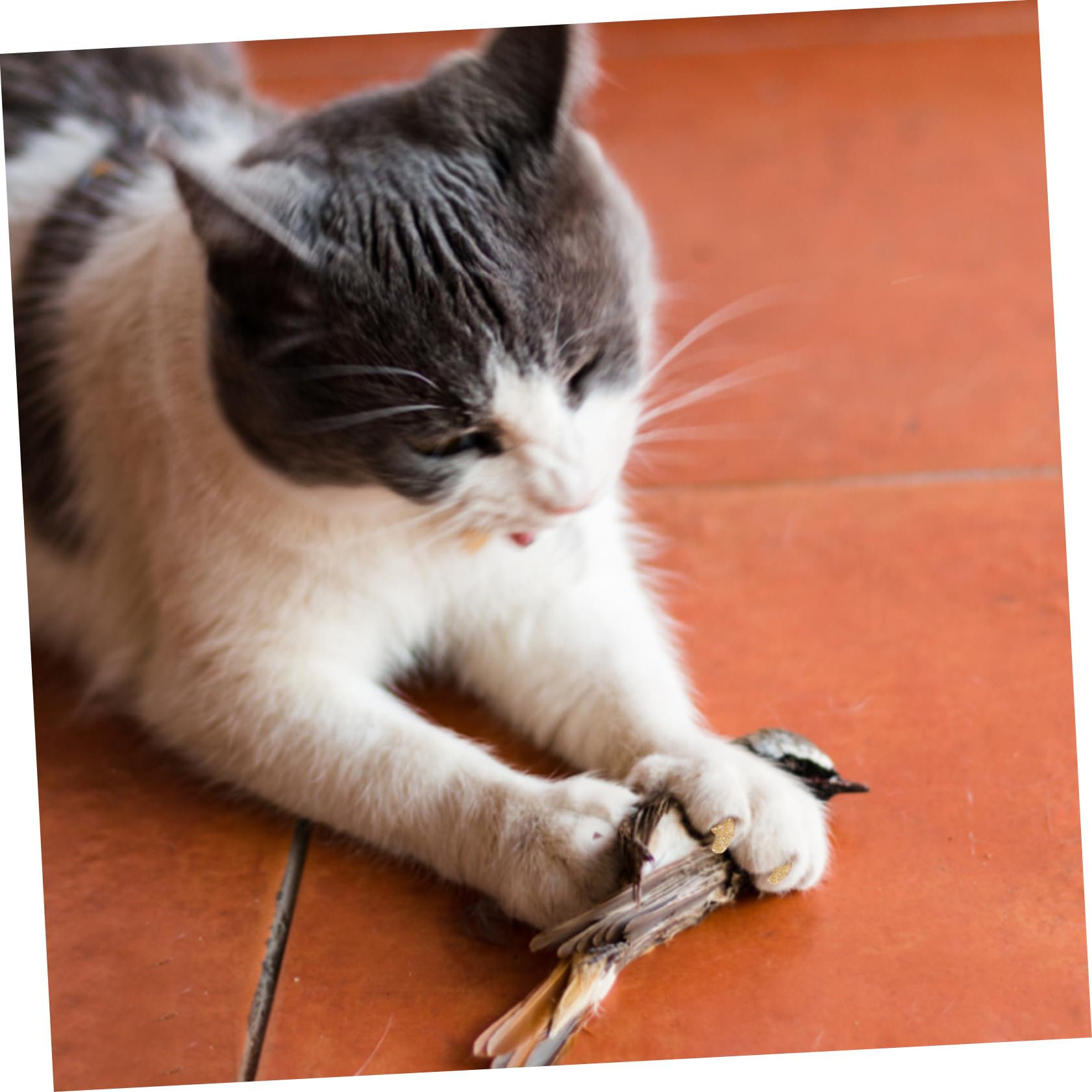 Sosoport 30juegos Cubiertas De Uñas para Gatos y Protección Efectiva De para Cuidado De