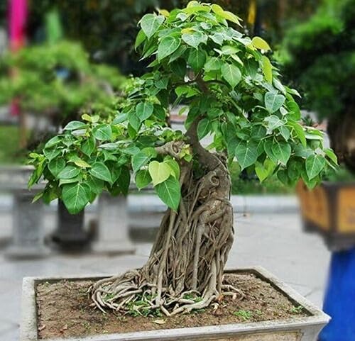 Miniatura 4 de CHUXAY GARDEN 30 semillas de Ficus Religiosa Semilla higo sagrado árbol Bodhi Pippala Peepal árbol de pipal símbolo de árbol de estado caducifolio