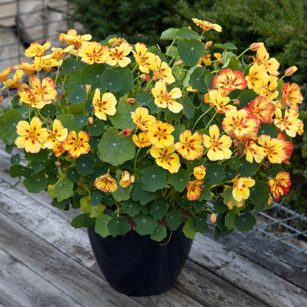 Nasturtium 'Ice-Cream Sundae' Edible Flower Garden Plants, Pack of 3 Garden Ready 10.5cm pots.