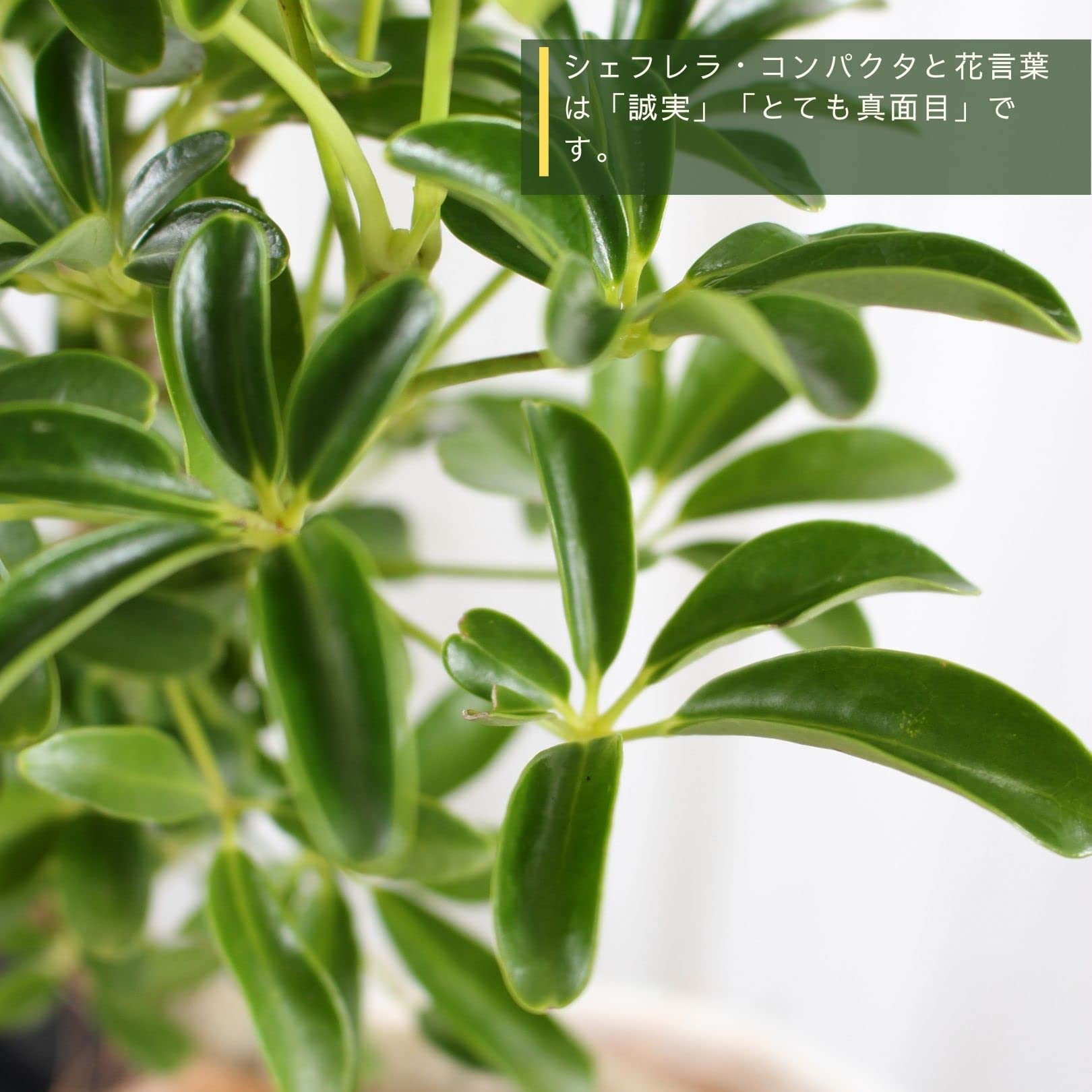 Amazon｜シェフレラ コンパクタ 6号 曲がり 受け皿付 【観葉植物 本物