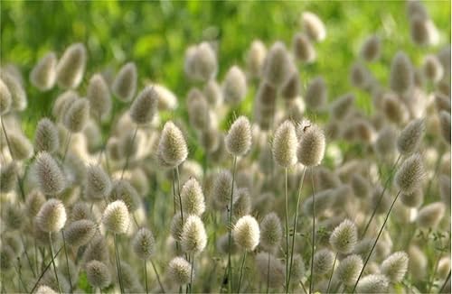 Miniatura 2 de Semillas de flores raras Lagurus Ovatus Ornamental Grass Bunny Tails Anual 100 Semillas