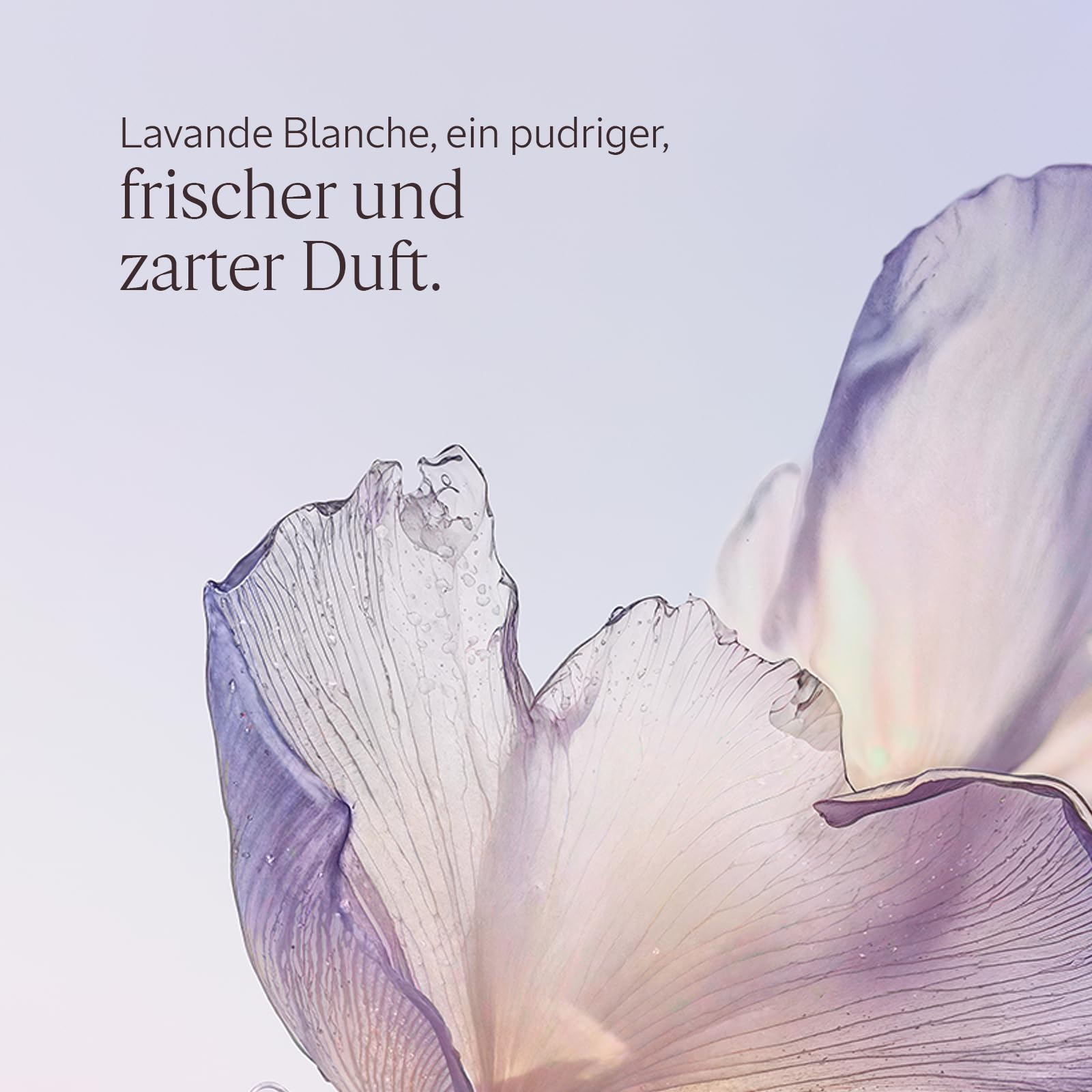 L'OCCITANE - Eau de Toilette Lavande Blanche (Lavanda Bianca) - 50 ml