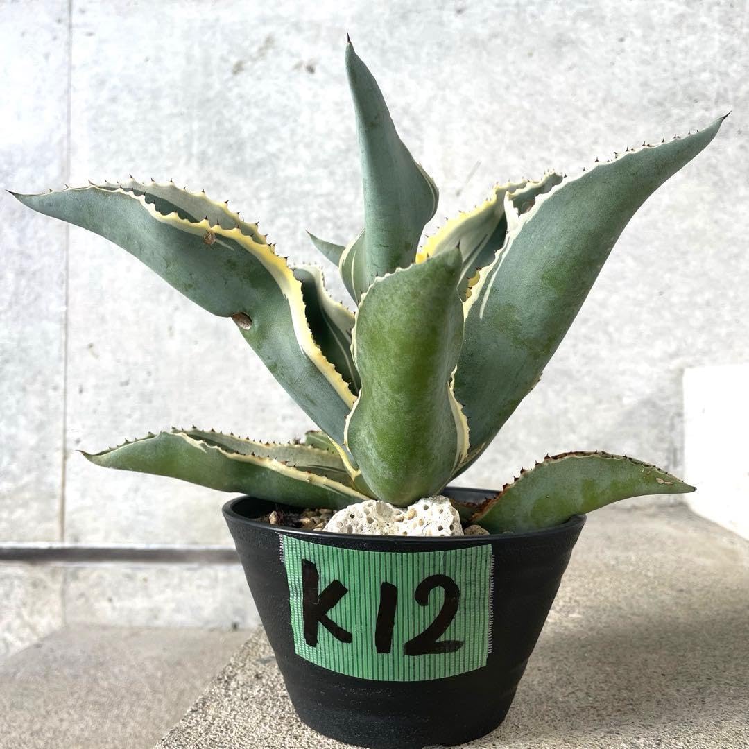 a67 アデニウム ドワーフ 塊根植物 コーデックス 低重心 タコ足 オクトパス a67 アデニウム ドワーフ 塊根植物 コーデックス 低重心 タコ足 オクトパス