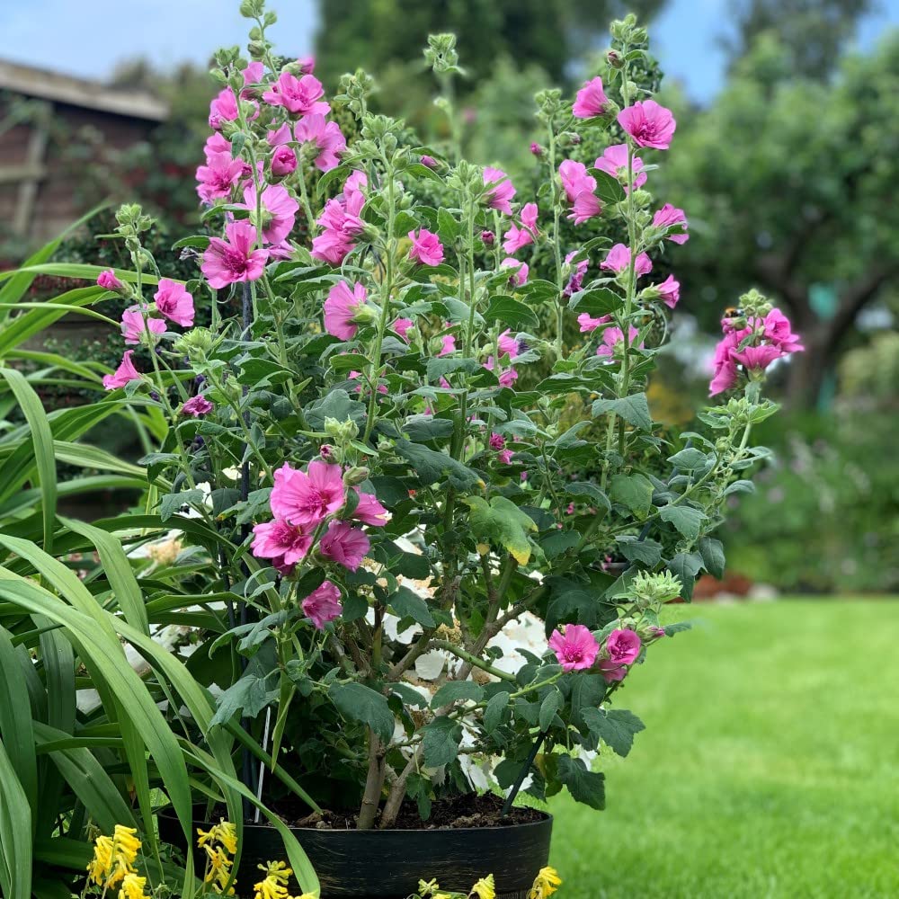 Lavatera Princess Pink Half-Hardy Perennial Easy to Grow Your Own Sun Loving Garden Flowering 1x 9cm Potted Plant by Thompson & Morgan (1)