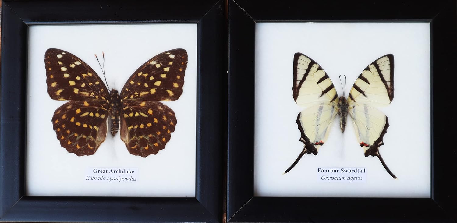 ThaiHonest Real 2 Great Archduke And FourBar Swordtail Butterfly Wooden Frame Glass Front Display Insect Taxidermy Wall Art