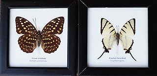 ThaiHonest Real 2 Butterflies Great Archduke And FourBar Swordtail Butterfly Wooden Frame Glass Front Display Insect Taxidermy