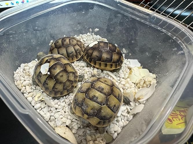 Amazon | マズリ トータス ダイエット 草食性陸ガメ/草食性爬虫類用