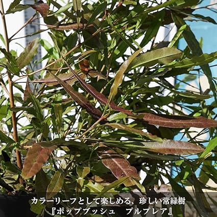 アケボシ様専用 紫が美しい ドドナエア ポップブッシュ プルプレア 苗 Etseng Com Br