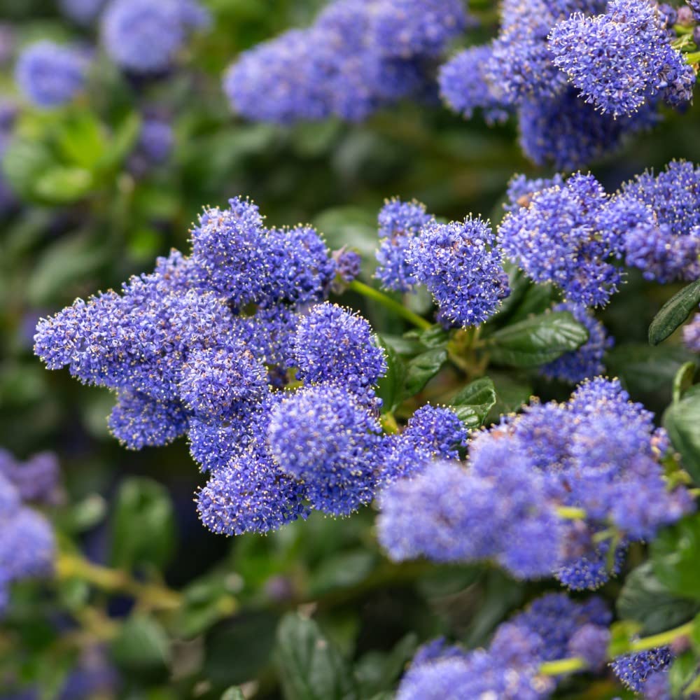 Ceanothus griseus 'Yankee Point' - Low-Spreading - Magnificent Deep Blue Flowers - Coastal Tolerant and Hardy - Evergreen Foliage - 1x 9cm Potted Plants by Thompson & Morgan