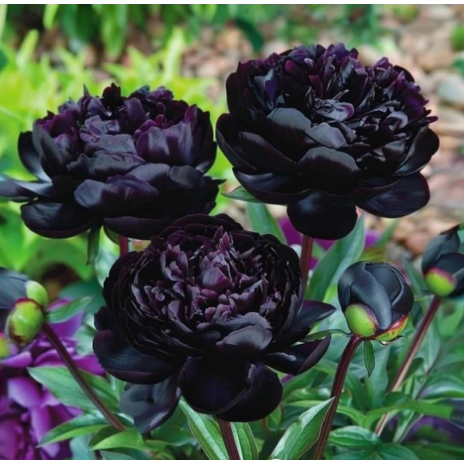 Mature Peony Plants for Sale,Feels Beautiful,Peony Mix,Good for Containers,Golden Jade Carving- 2 Bulbs-Color-B