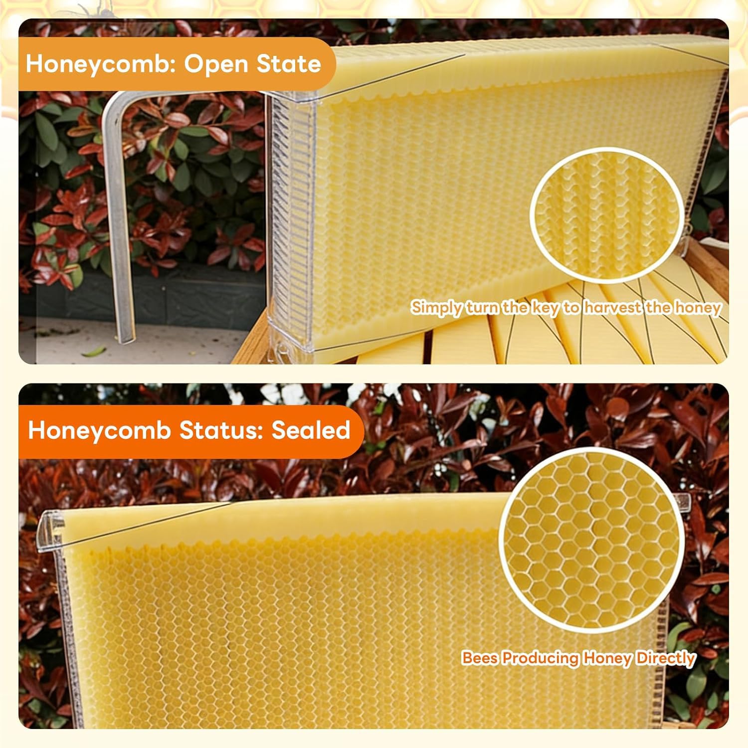 Kit de iniciación de colmena de abejas, recubierto de cera de abejas con marcos y base encerada, juego de caja automática de colmena para una fácil apicultura, completo para principiantes