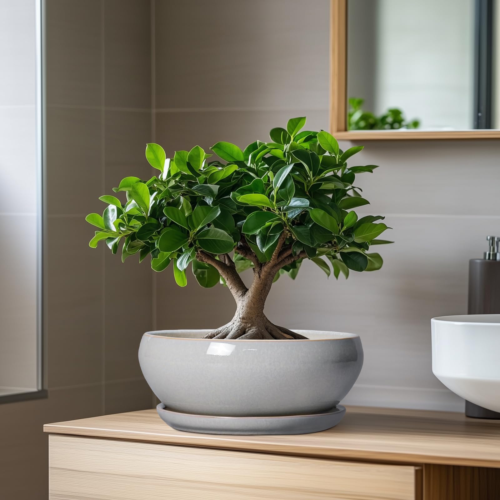 SQOWL Bonsai-Baumtöpfe – 20,3 cm Keramik-Blumentöpfe für Sukkulenten, Flacher Übertopf mit Ablaufloch und Untersetzer, runder Übertopf für drinnen und draußen, Schalen-Pflanzgefäße, Heimdekoration
