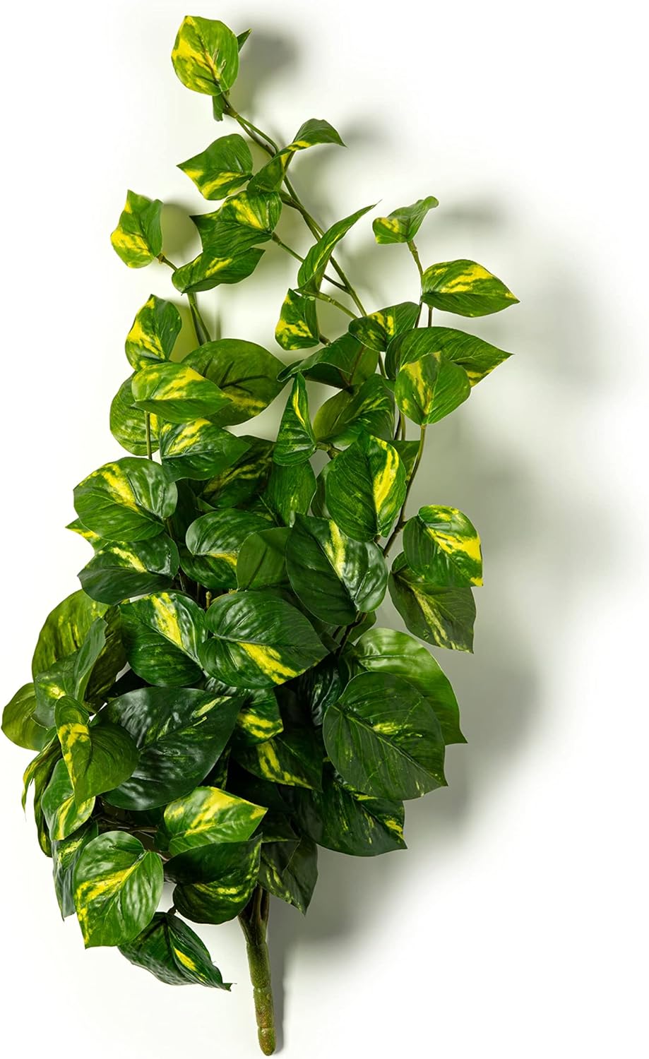 Ashland Hanging Philo Bush, 12 Pack