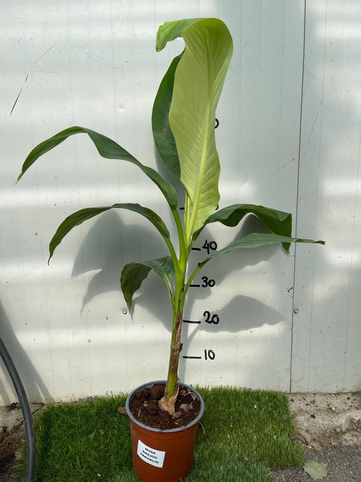 MUSA Basjoo Sakhalin (M. japonica) Banano giapponese, Pianta reale, Albero da banane, Pianta da frutto, Banano vero, Banano rustico, Fiori bianchi, Banane non commestibili