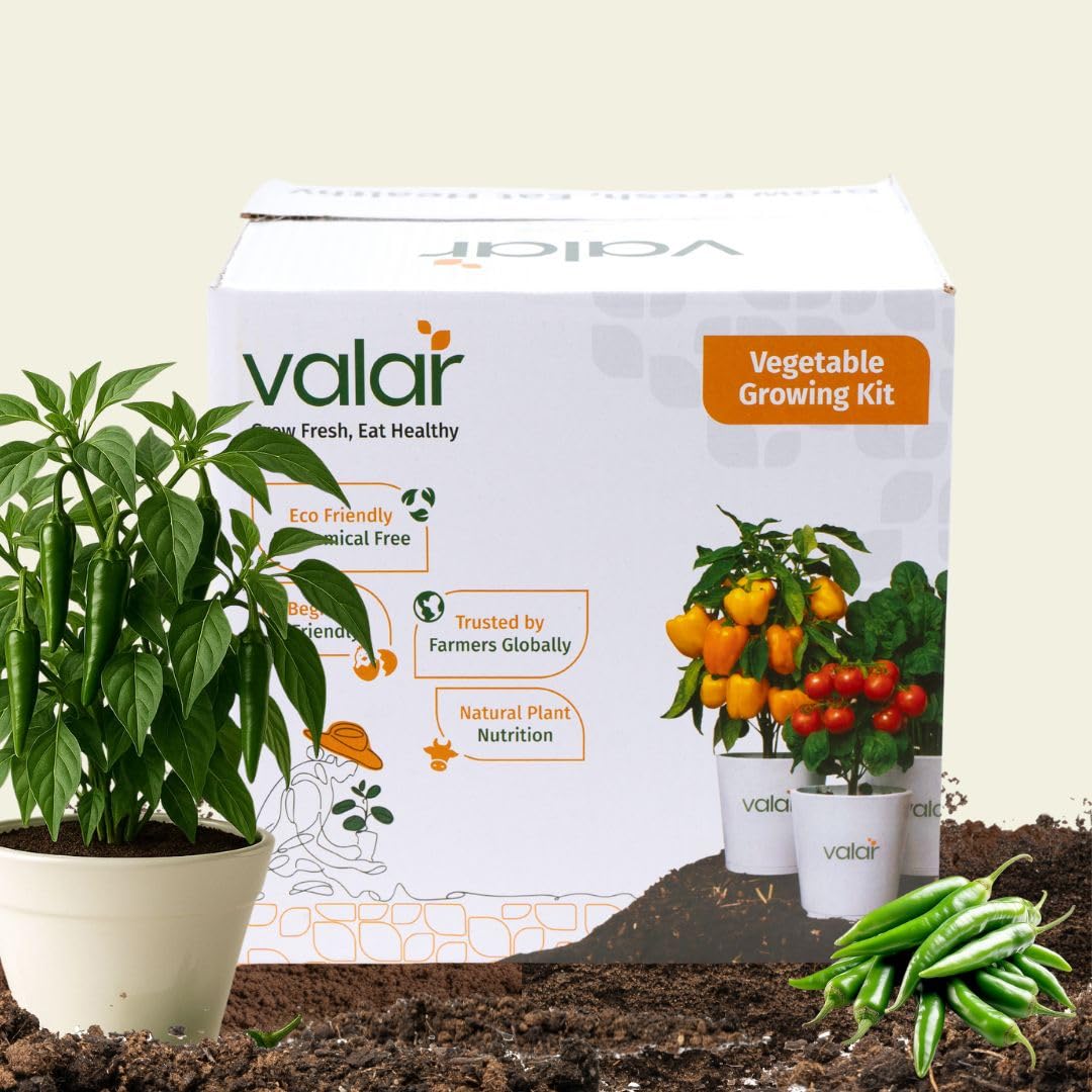 Valar Green Chilli Growing Kit | DIY All-in-One Home Gardening Set (Pack of 1 - Big) | Organic Seeds + Bio-Fertilizers+ 24x7 Support-picture-50