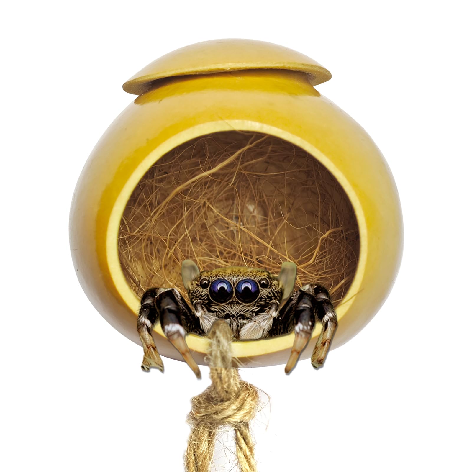 Julang Jumping Spider Accessories, Natural Gourd Jumping Spider Hide with Suction Cup, Handmade Jumping Spider Habitat, Jumping Spider Enclosure Decor