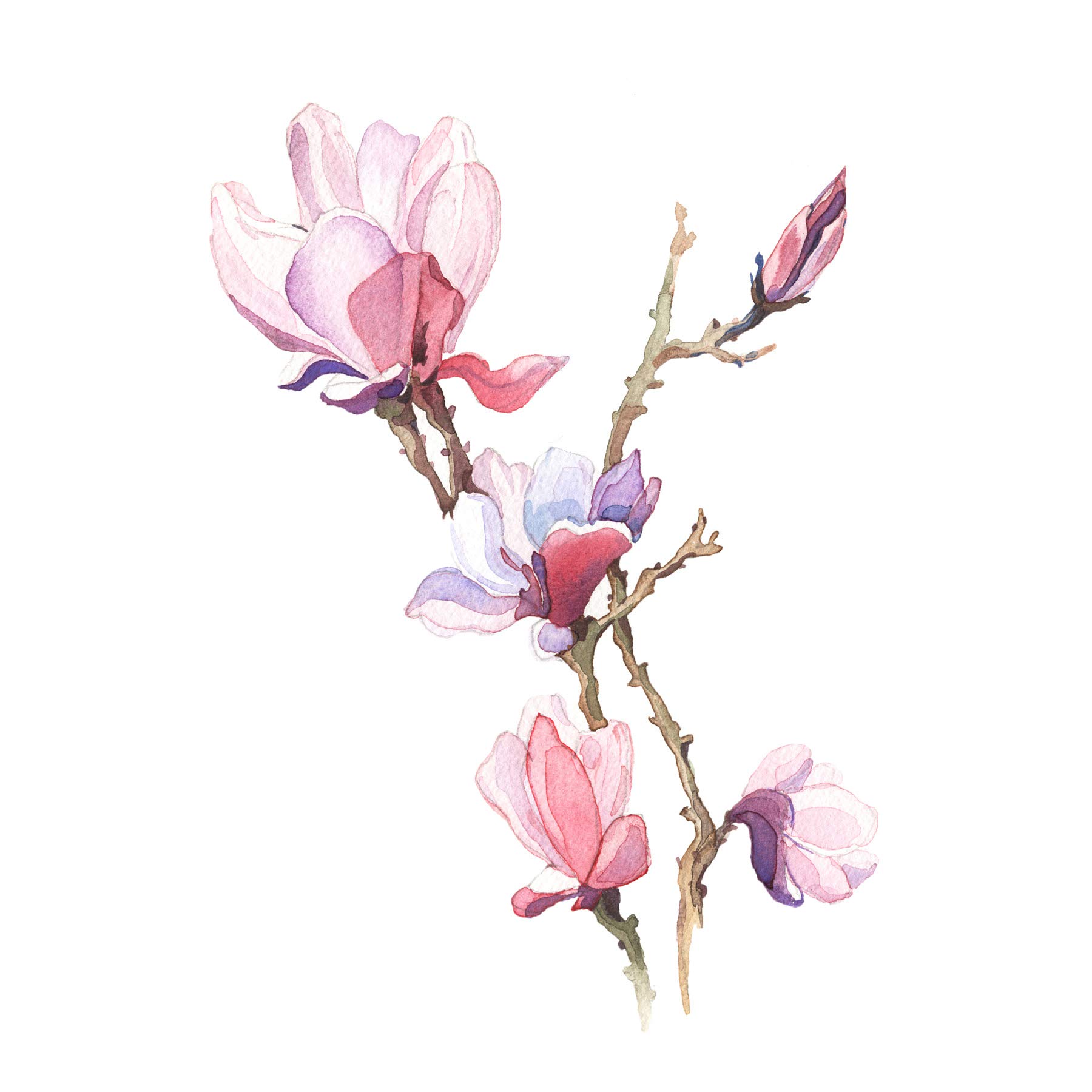 Wee Blue Coo Flower Magnolia Watercolour Art Print Poster Wall Decor
