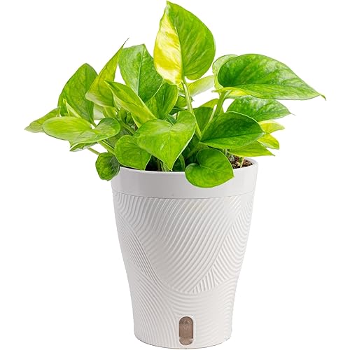 Costa Farms Lemon Top Pothos Live Plant in Self Watering Pot, Indoor Houseplant, Perfect for Home, Room, or Office Decor, Great House Warming or Birthday Gift, 10-12 Inches Tall