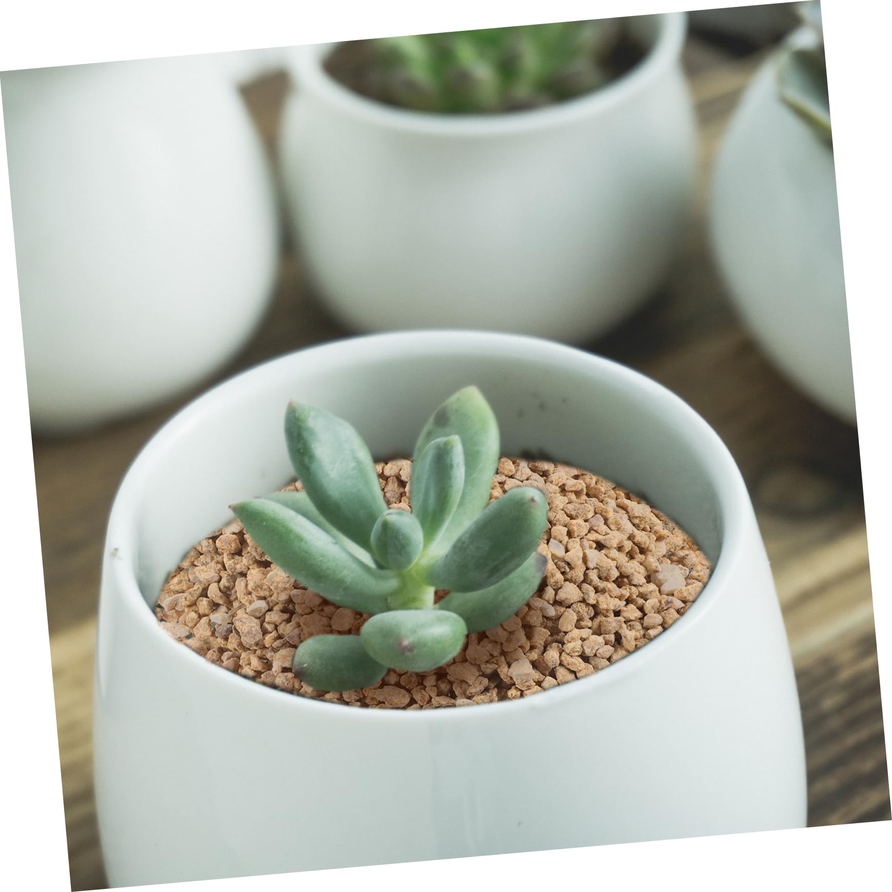 LIOOBO Maifanitstein 5 Beutel 300g Naturstein mit Hoher Härte | Pflanzen und Wasserpflanzen, Naturbelassene Form, Praktisch für Vasenfüller und Wege