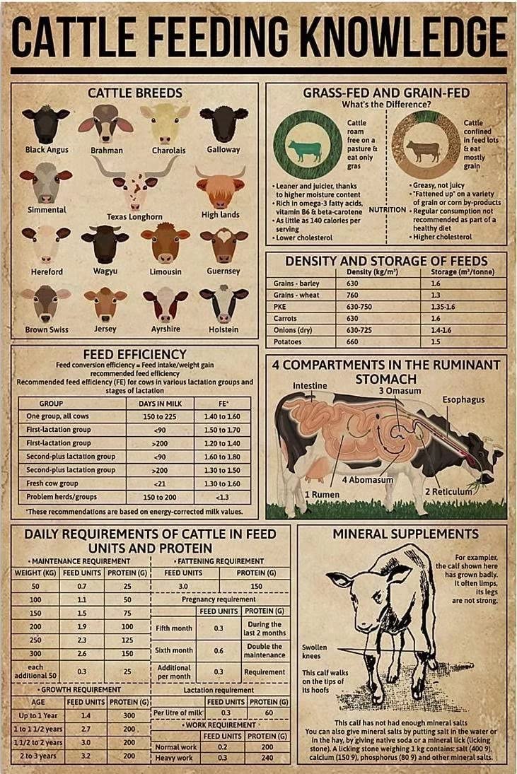 rayprint Frameless Posters Painting Cattle Feeding Knowledge Poster Canvas Wall Art Density And Storage Of Feeds Canvas Prints For Farm Ranch Wall Decor 12x16 Inch