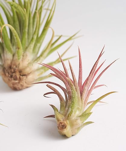 Miniatura 2 de Gran colección de plantas de aire Ionantha Tillandsia de cinco plantas tropicales para el hogar, decoración de interiores y plantas de aire de