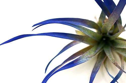 Miniatura 2 de Live Tillandsia Capitata Peach - Planta de aire colorida de 6 a 8 pulgadas, color mejorado con reflejos que crece una enorme 14 pulgadas, fácil de