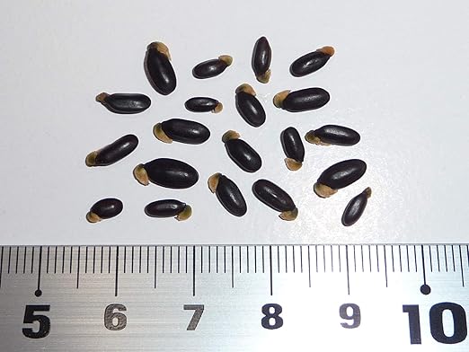 Amazon ギンヨウアカシア 銀葉アカシア プルプレア 種子粒 Blue Leaved Cootamundra Wattle Seeds 花