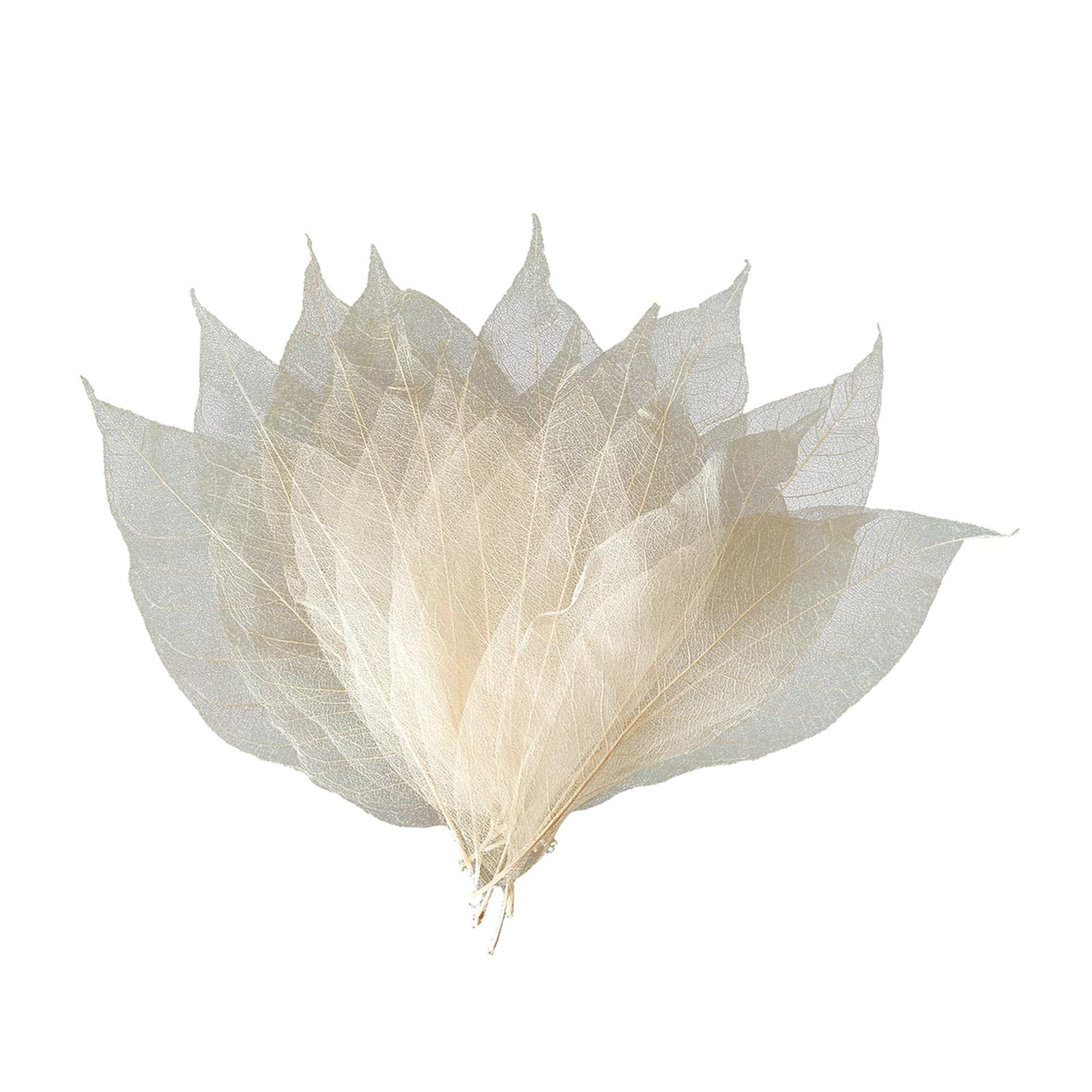Enakshi Art Multi Color Skeleton Leaves for DIY Wedding Autumn Parties Decoration Primary Magnolia | Scrapbooking & Paper Scrapbooking | Scrapbooking Embellishments | Flower Embellishments-image-28