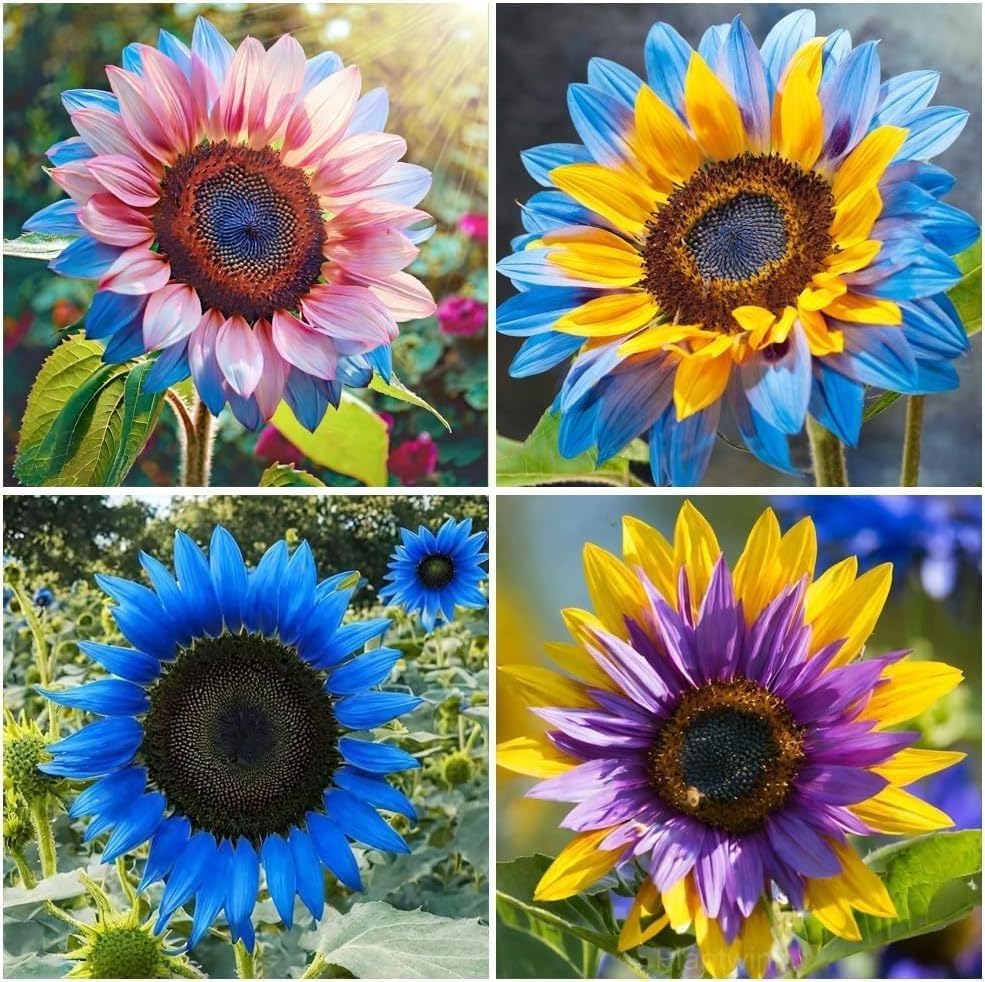 Midnight Blaze Sunflower Seeds for Planting Outdoors, Multiple