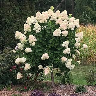 2 Pink Hydrangea Plant Bare Roots, Dormant, 6-12 Inch Hardy Hydrangea Plant Live Bush for Outdoor Garden Planting