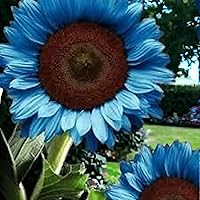 Vista 3 de 50pcs Bright Blue Sunflower Seeds - Dwarf Varieties for Vibrant Gardens