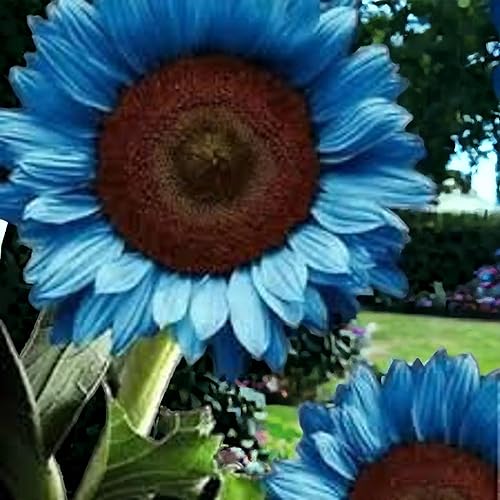 Miniatura 3 de 50 semillas de girasol azul brillante, variedades enanas para jardines vibrantes