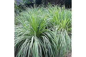 6 Lemon Grass Live Plants: Transform Your Outdoor Space and Kitchen