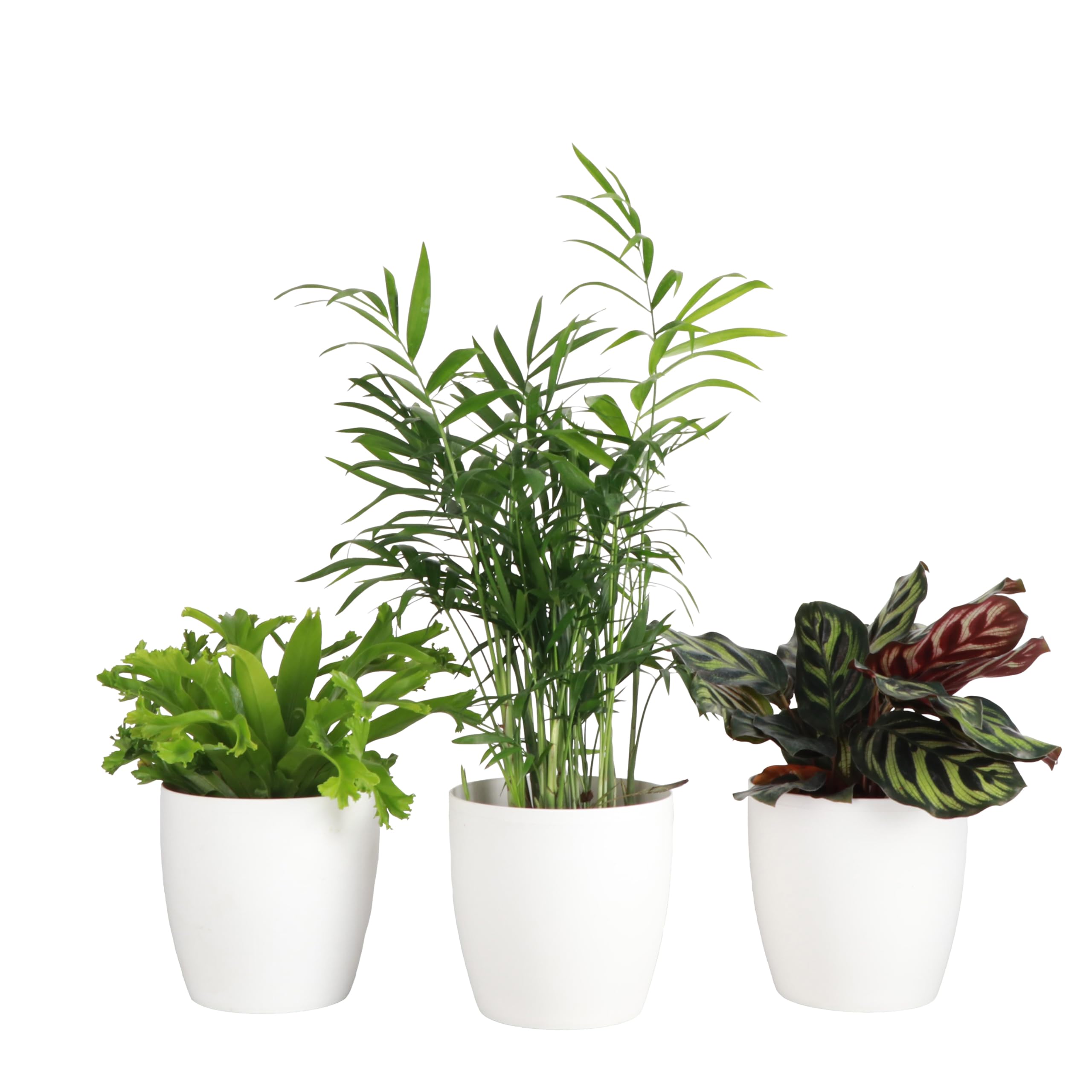 Thorsen's Greenhouse Live Pet Friendly 3-Pack