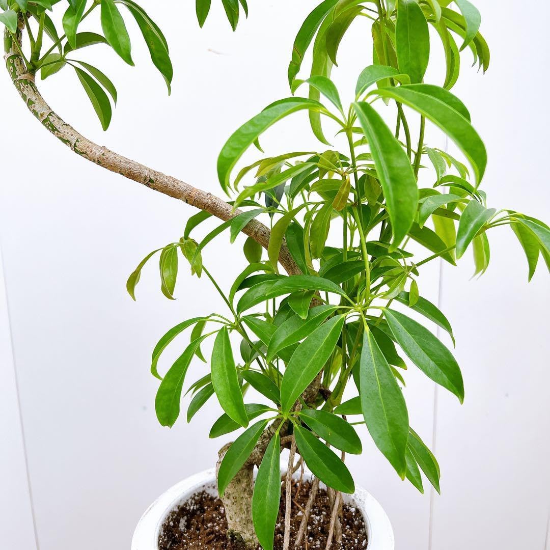 現品　シェフレラ　グランディー　3　曲がり　観葉植物　インテリアグリーン　斑入り シェフレラ 3番 曲がり 観葉植物 人気 インテリアグリーン