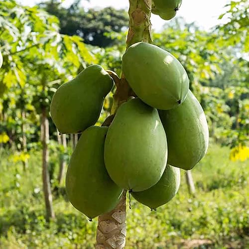 Miniatura 3 de QAUZUY GARDEN 10 semillas de árbol de papaya enano, reliquia y frutas dulces sin OMG, fáciles de cultivar, bajo mantenimiento, crecimiento rápido,