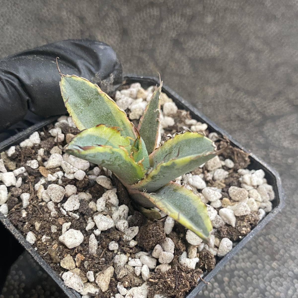 Amazon.co.jp: 多肉植物 アガベ チタノタ ブルーボールBB錦 発根 Amazon.co.jp: 多肉植物 アガベ チタノタ ブルーボールBB錦 発根