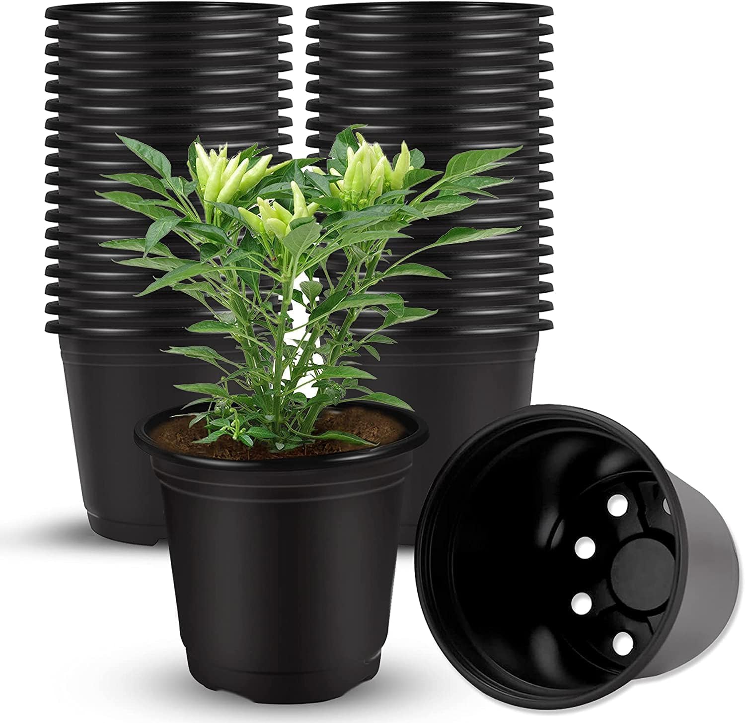 Plastic Nursery Seedlings Pot - 25 Pcs (3 Inch, Black) | Plant Seed Starting Pots | Garden Plant Pots for Indoors & Outdoors | Planting Pots | Plant Containers for Home Plants | Black Pot
