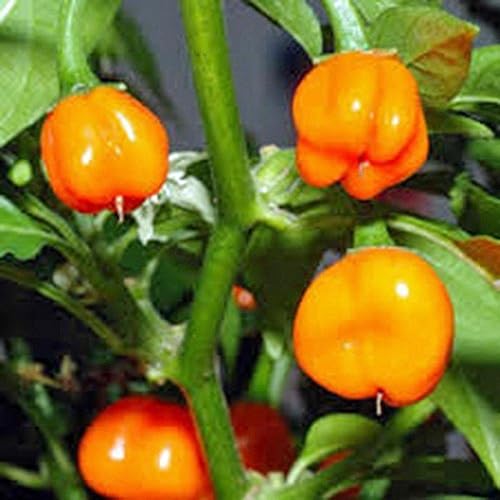 Semillas de pimienta habanero naranja, 100 semillas, reliquia, sin OMG, geniales frescas y cocinadas Semillas de pimienta habanero naranja, 100 semillas, reliquia, sin OMG, geniales frescas y cocinadas
