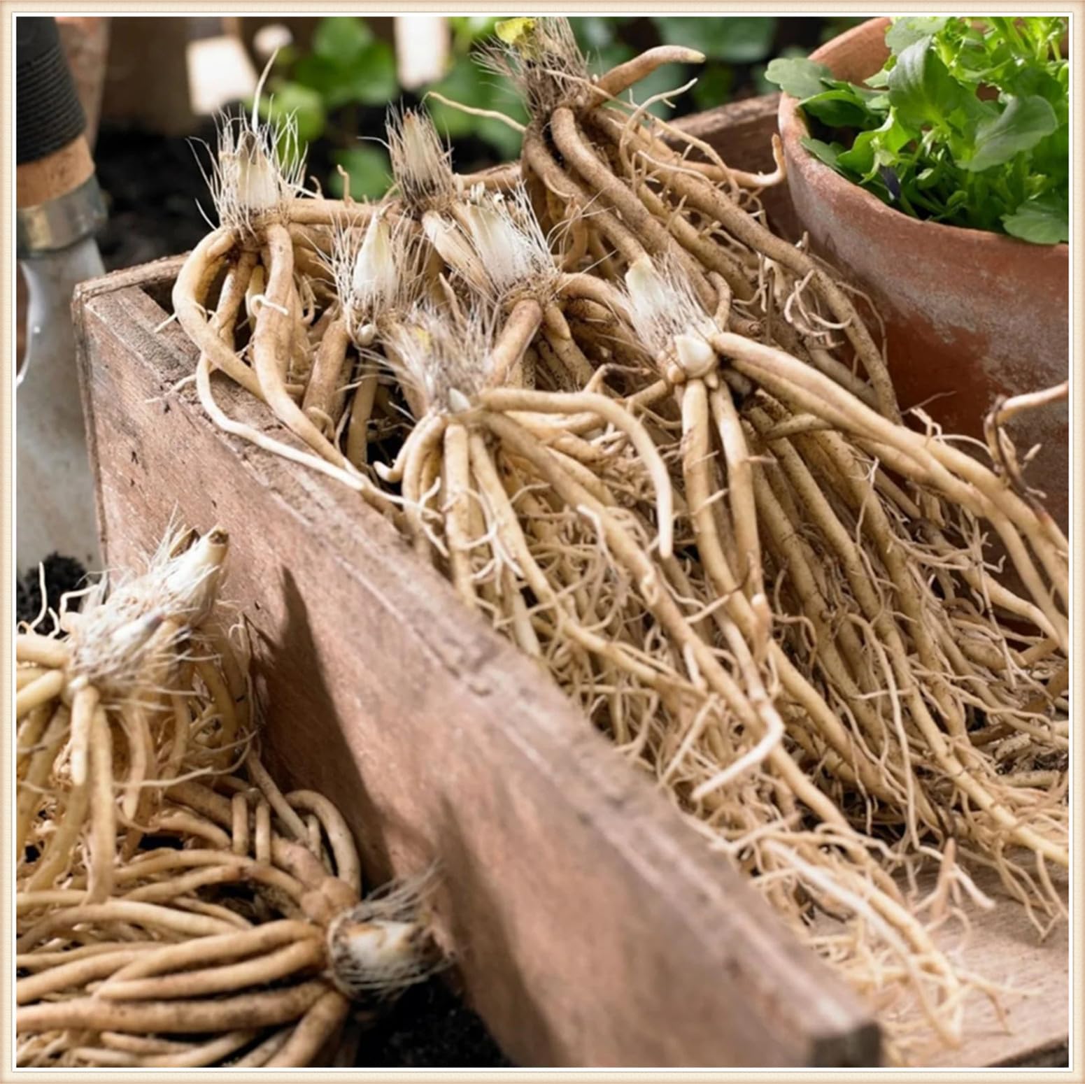 Hosta da giardino all'aperto-Bulbi di Hosta-resistente al freddo e tollerante all'ombra-15 Bulbi-D