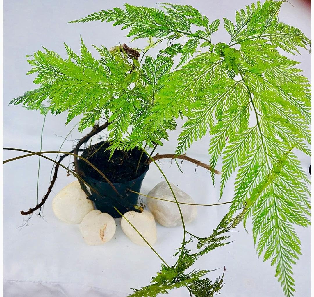 Trendygreens Rabbit Foot Fern | Davallia Fejeensis | Rare Natural Live Plant in Pot (B0CLM7M2DJ) Amazon Price History, Amazon Price Tracker