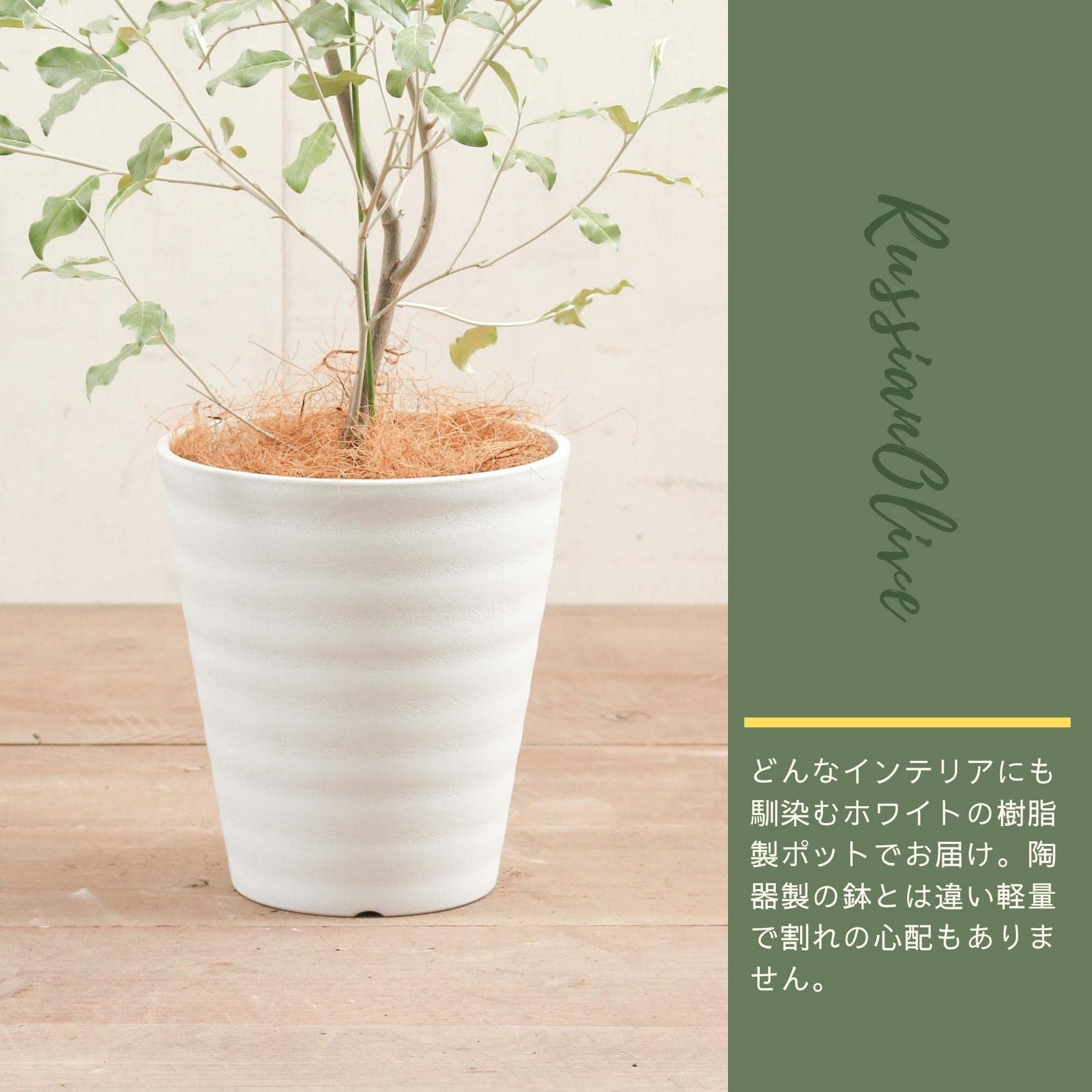 ❈ ロシアンオリーブ フレッシュ ❈ 枝もの図鑑｜夏】ロシアンオリーブ